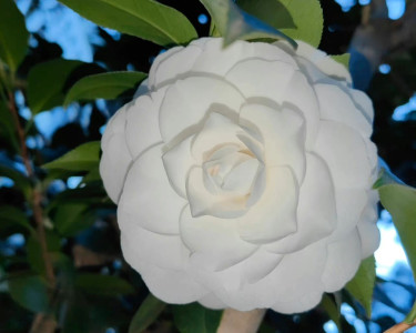 mong-doi-nguoi-luon-co-mot-chu-an